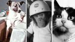 «La historia de los animales que conquistaron el espacio antes que el hombre»