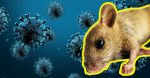 «Hantavirus: El virus que preocupa a todo el mundo»